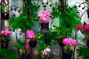 Capa: Orquídeas: Baixe Curso de Cultivo e Transforme Seu Jardim!