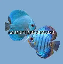 Capa: Baixar Curso Aquarista de Sucesso Marcos Alvarenga Completo 2021