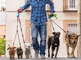 Capa: Baixar Curso Dog Walker Completo: Domine Passeio com Cães