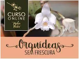 Capa: Orquídeas sem Frescura: Download do Curso Completo Carol Costa