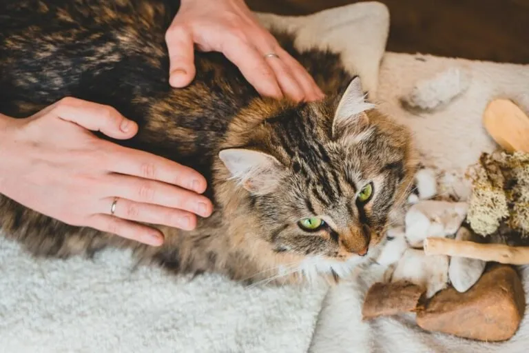 Capa: Massagens para Gatos: Download do Curso de Julieta Viano