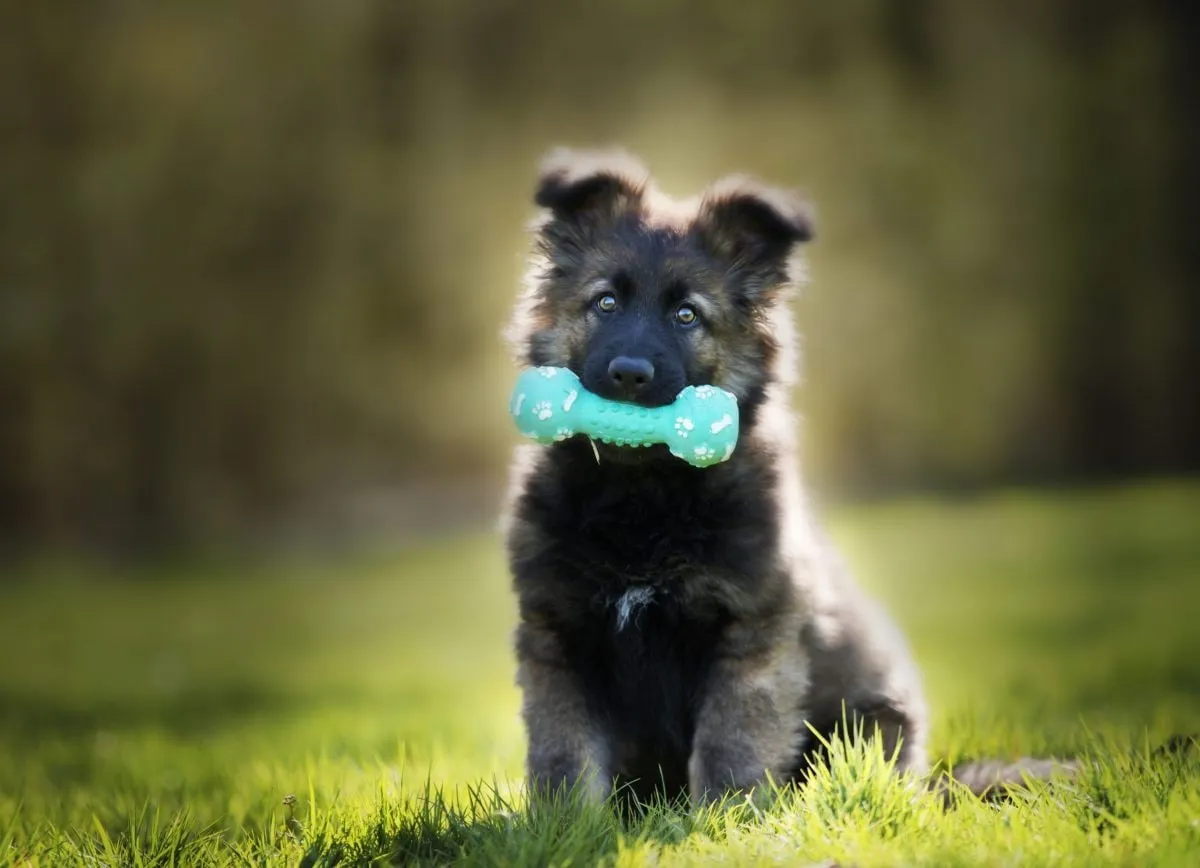 Capa: Baixar Adestramento Bom Pra Cachorro: Curso Completo Download