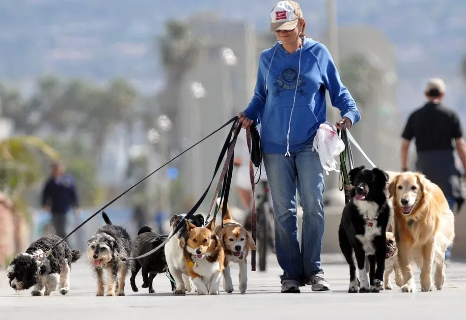 Capa: Baixar Curso Dog Walker Walker Dog: Domine Passeios Seguros