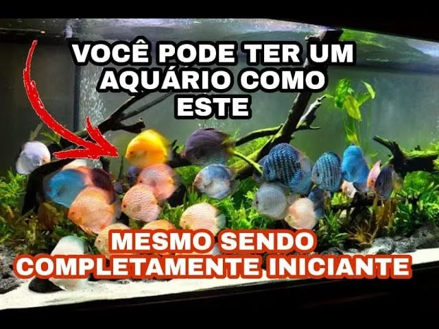 Capa: Aquarista de Sucesso: Baixe o Curso Completo Agora