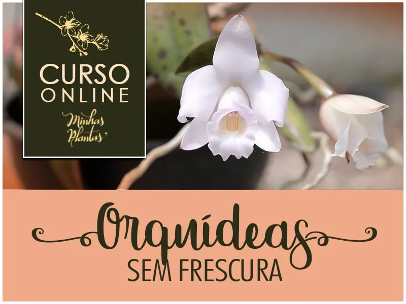 Capa: Orquídeas sem Frescura Carol Costa: Baixar Curso Completo 2020